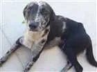 Cachorro raça SRD idade 3 anos nome Sem nome