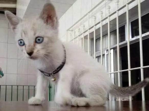 Gato ra a  idade 2 a 6 meses nome Lady