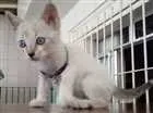Gato raça  idade 2 a 6 meses nome Lady