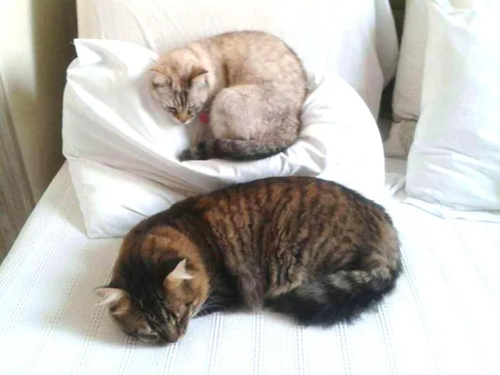 Gato ra a Indefinida idade 3 anos nome Nina e Gatão