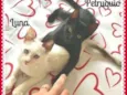Luna e Petruquio