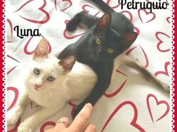 Gato ra a SRD idade 2 a 6 meses nome Luna e Petruquio
