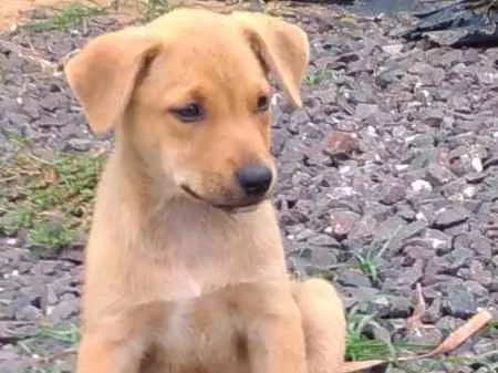 Cachorro ra a SRD idade Abaixo de 2 meses nome Melisandre