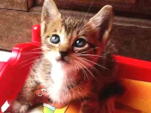 Gato raça  idade Abaixo de 2 meses nome Arya 