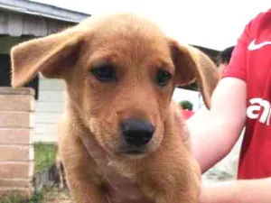 Cachorro raça SRD idade Abaixo de 2 meses nome Ygritte
