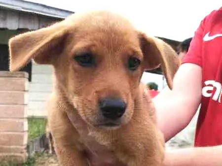 Cachorro ra a SRD idade Abaixo de 2 meses nome Ygritte