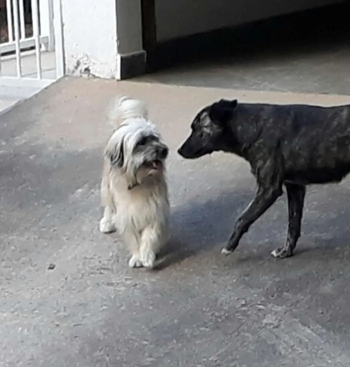 Cachorro ra a Shitsu-lata idade 1 ano nome Frederico 