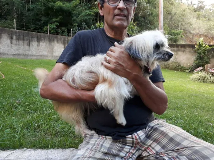 Cachorro ra a Shitsu-lata idade 1 ano nome Frederico 