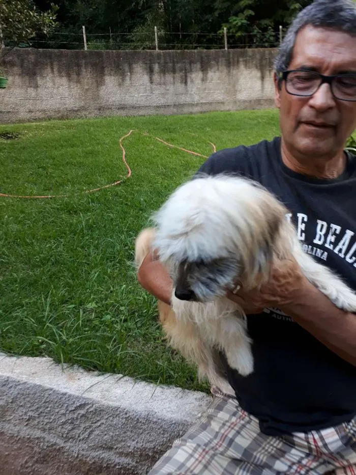 Cachorro ra a Shitsu-lata idade 1 ano nome Frederico 