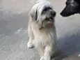 Frederico 