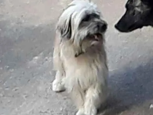 Cachorro ra a Shitsu-lata idade 1 ano nome Frederico 