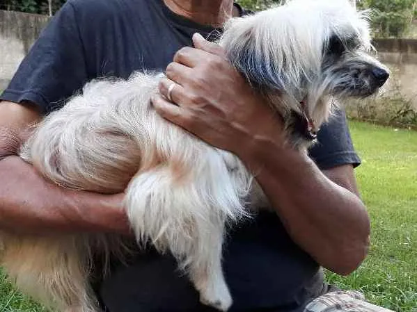 Cachorro ra a Shitsu-lata idade 1 ano nome Frederico 