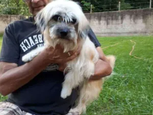 Cachorro raça Shitsu-lata idade 1 ano nome Frederico 