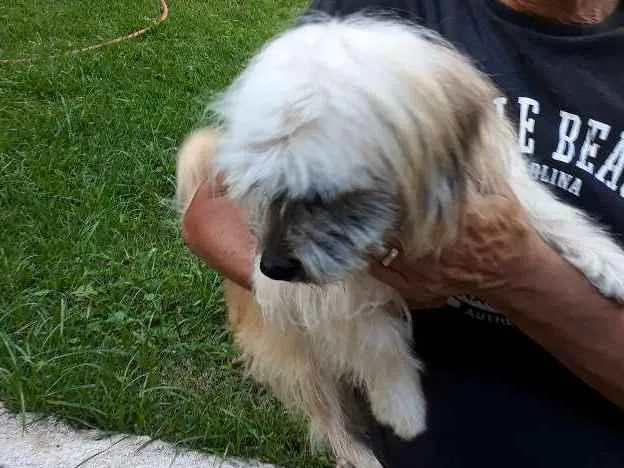 Cachorro ra a Shitsu-lata idade 1 ano nome Frederico 