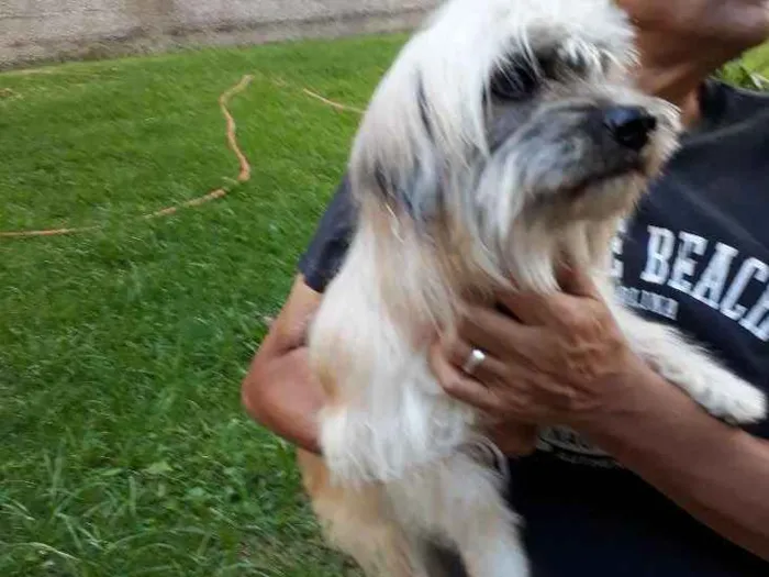 Cachorro ra a Shitsu-lata idade 1 ano nome Frederico 
