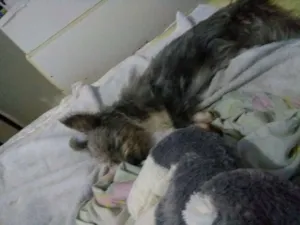 Cachorro raça Puddle e Schnauzer idade 2 a 6 meses nome Belinha