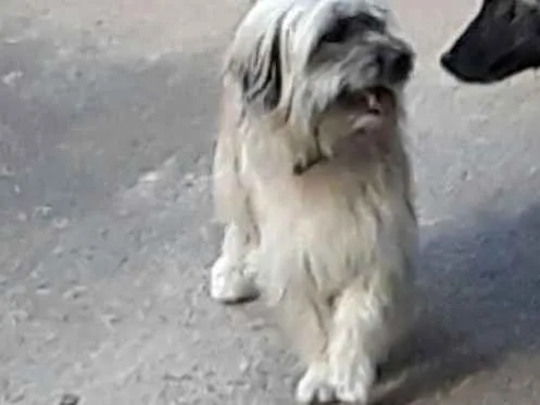 Cachorro ra a Shitsu-lata idade 1 ano nome Frederico 