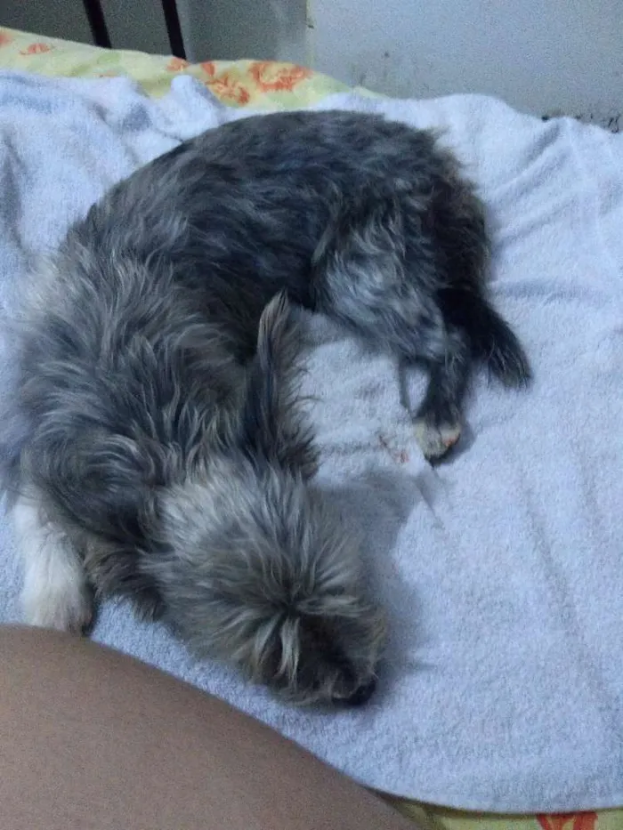 Cachorro raça Puddle e Schnauzer idade 2 a 6 meses nome Belinha