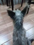 Belinha