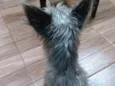 Belinha