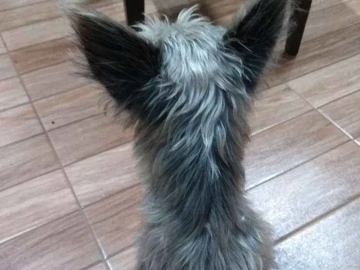 Cachorro raça Puddle e Schnauzer idade 2 a 6 meses nome Belinha