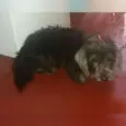 Tabita