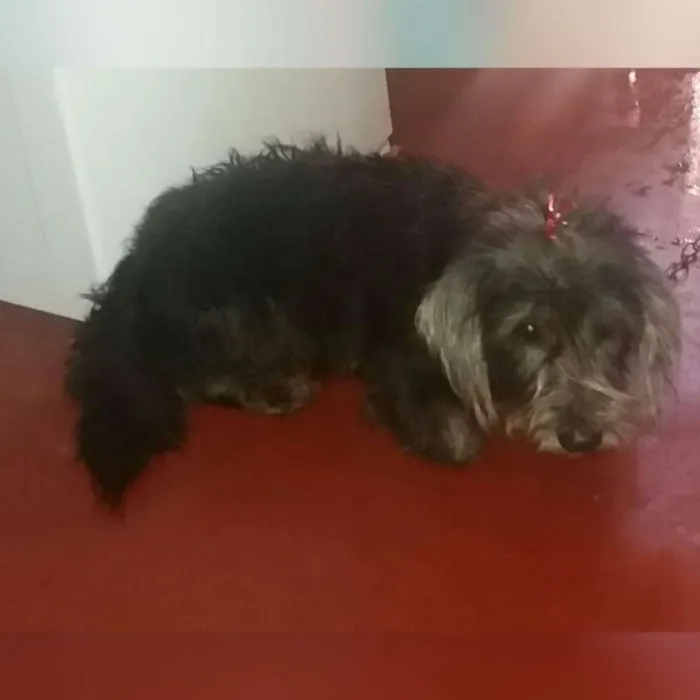Cachorro raça Poodle toy idade 3 anos nome Tabita