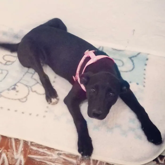 Cachorro ra a Srd idade 7 a 11 meses nome Laila 