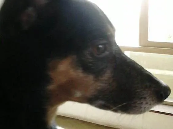 Cachorro raça Vira lata  idade 4 anos nome Kiara