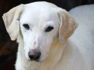 Cachorro raça  idade 6 ou mais anos nome Benji