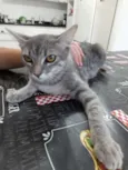 Nao tem