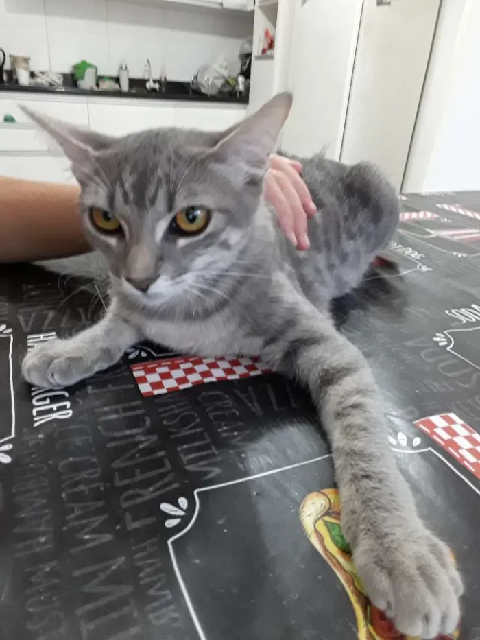 Gato ra a Nao sei  idade 2 a 6 meses nome Nao tem