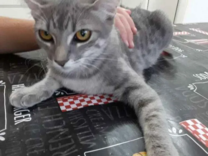 Gato ra a Nao sei  idade 2 a 6 meses nome Nao tem