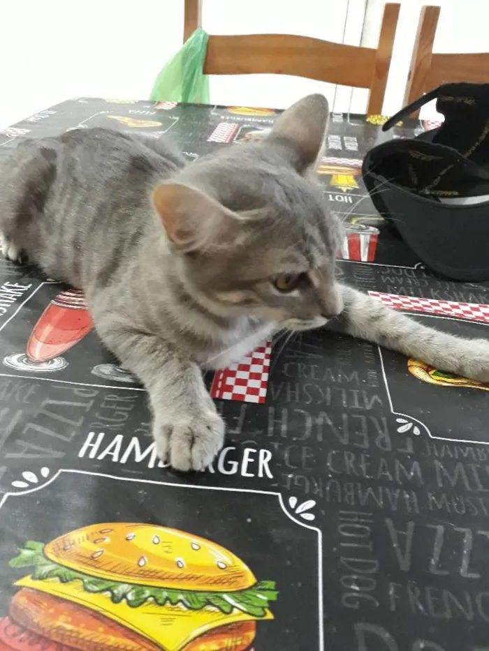 Gato ra a Nao sei  idade 2 a 6 meses nome Nao tem