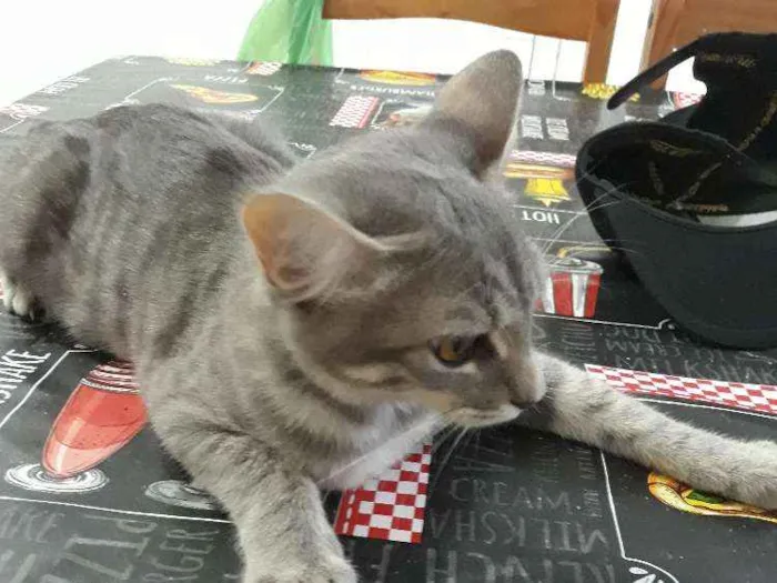 Gato ra a Nao sei  idade 2 a 6 meses nome Nao tem