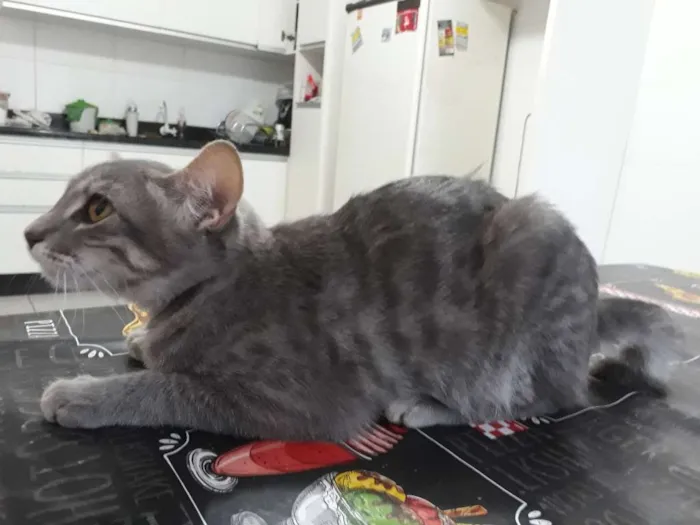 Gato ra a Nao sei  idade 2 a 6 meses nome Nao tem