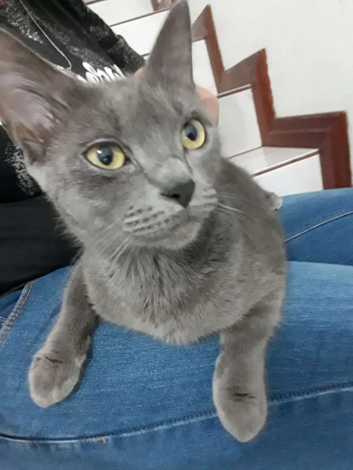 Gato ra a Nãosei idade 2 anos nome Tempestade