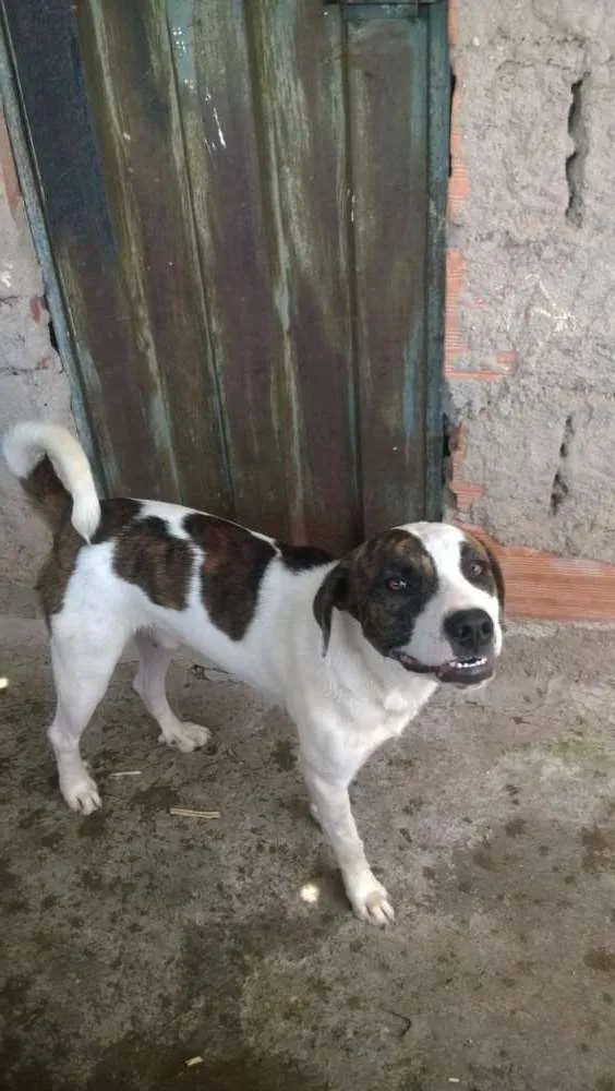 Cachorro raça Pitbull com Chow Chow idade 7 a 11 meses nome Flock