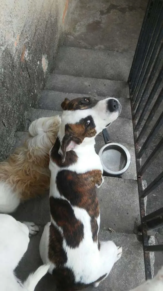 Cachorro raça Pitbull com Chow Chow idade 7 a 11 meses nome Flock