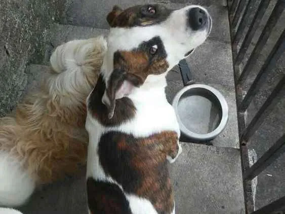 Cachorro raça Pitbull com Chow Chow idade 7 a 11 meses nome Flock