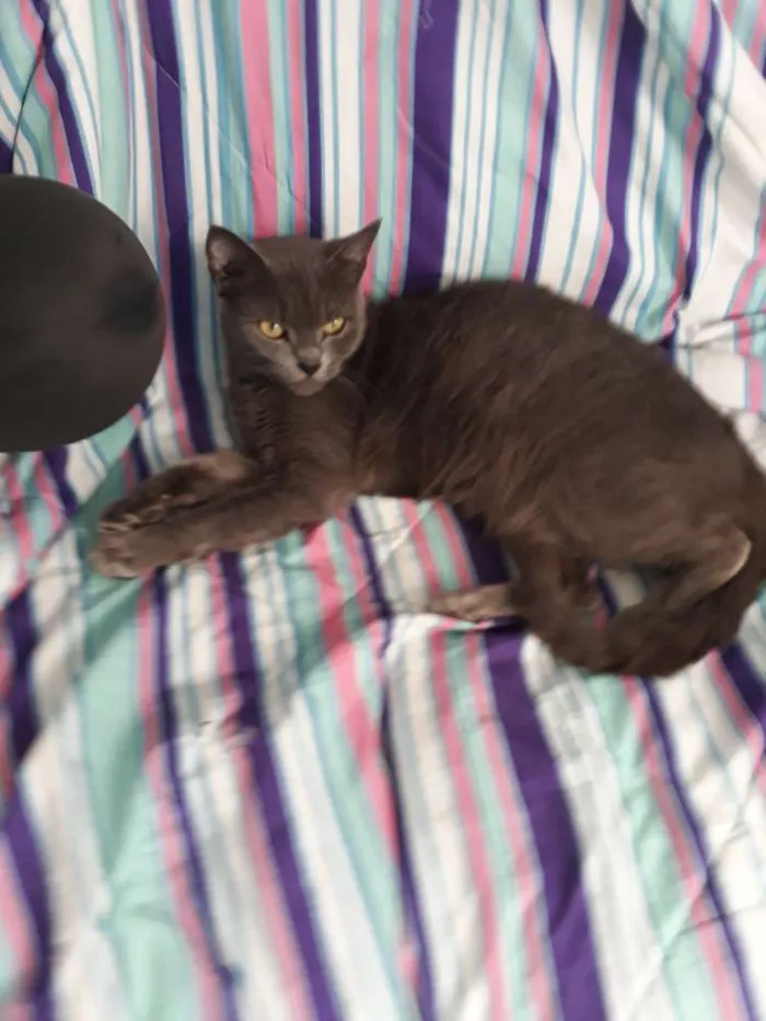 Gato ra a Nãosei idade 2 anos nome Tempestade