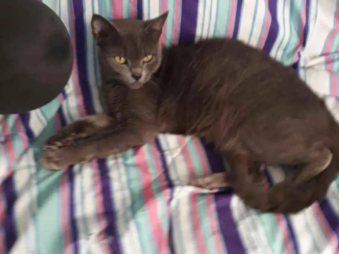 Gato ra a Nãosei idade 2 anos nome Tempestade