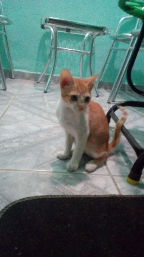 Gato ra a Não tem idade 2 a 6 meses nome Lyon