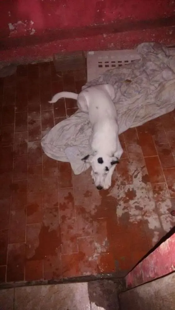Cachorro ra a Mistura com pitbull idade 2 a 6 meses nome Bibi