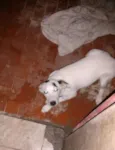 Bibi