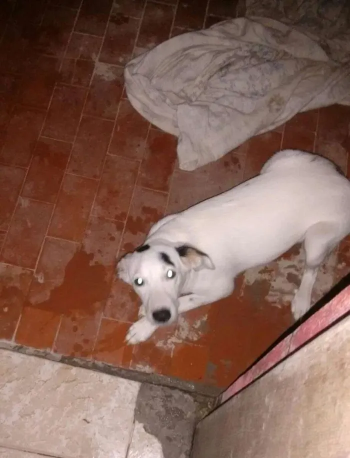 Cachorro ra a Mistura com pitbull idade 2 a 6 meses nome Bibi