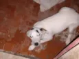 Bibi