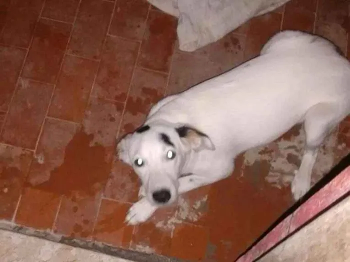 Cachorro ra a Mistura com pitbull idade 2 a 6 meses nome Bibi