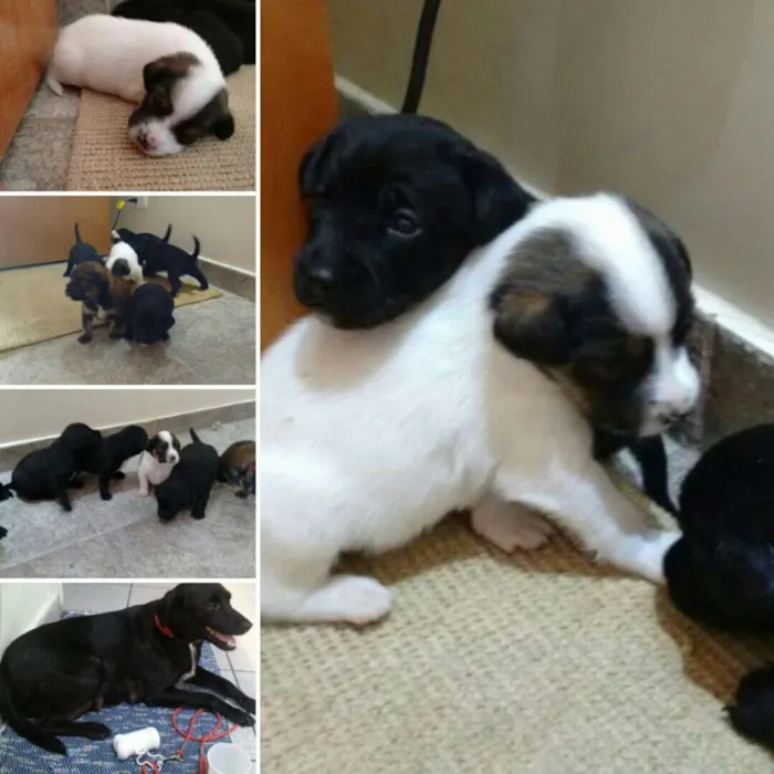 Cachorro ra a RND idade Abaixo de 2 meses nome A definir