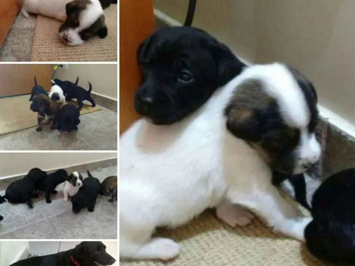 Cachorro ra a RND idade Abaixo de 2 meses nome A definir